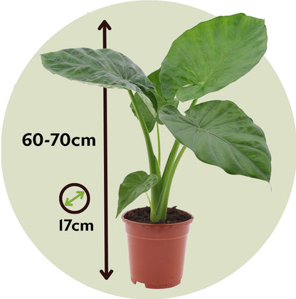  Plante à Grandes Feuilles - Alocasia 'macrorrhizos' - Hauteur 60-70cm - ⌀17cm