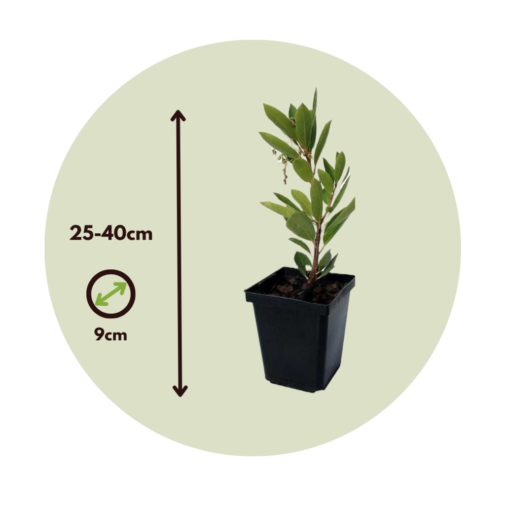  Fruits De L'arbousier - Set De 6 - Arbutus 'unedo' - Hauteur 25-40cm - ⌀9cm