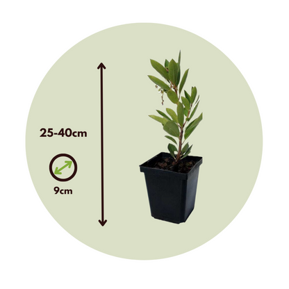  Fruits De L'arbousier - Set De 6 - Arbutus 'unedo' - Hauteur 25-40cm - ⌀9cm