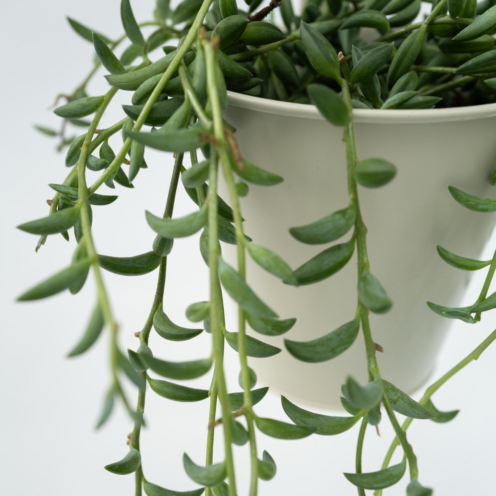  Collier De Perles - Set De 2 - Senecio Radicans - Hauteur 10-20cm - ⌀12cm