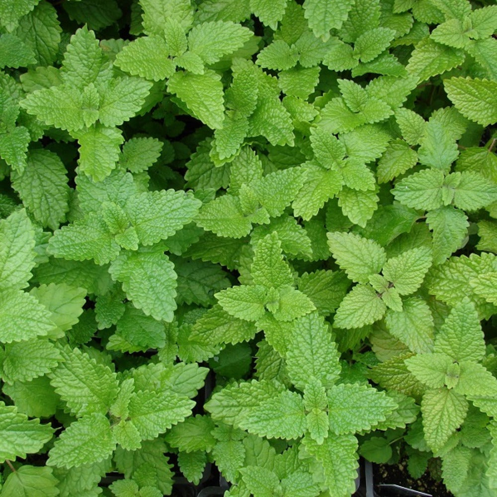  6 X Mélisse Citronnelle - Melissa Officinalis - Godet 9cm X 9cm