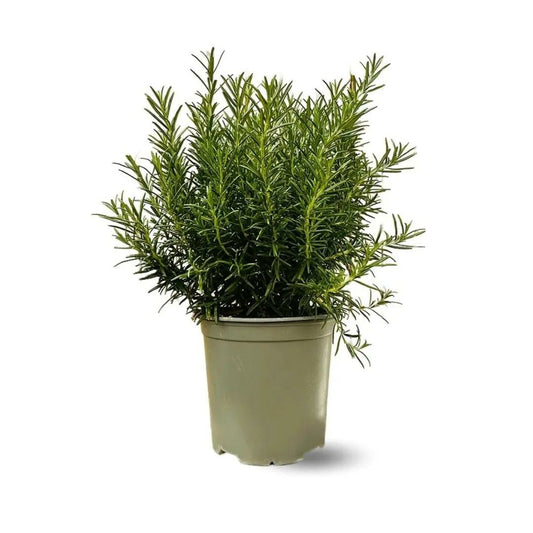  Romarin - Aromatique - ↕ 35-40 Cm - ⌀ 18 Cm - Véritables Herbes Fraîches
