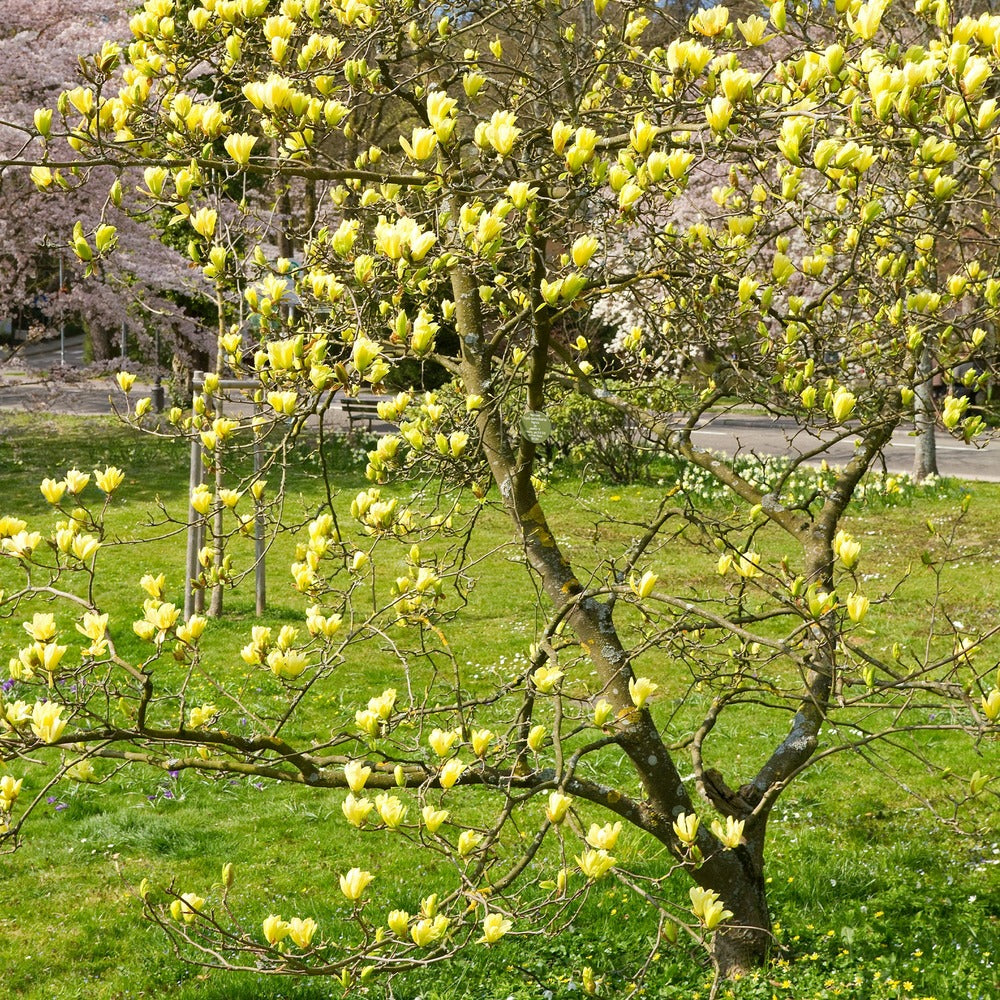 Magnolia Yellow Lantern - Le Pot / 2l / Hauteur Livrée 25-30cm