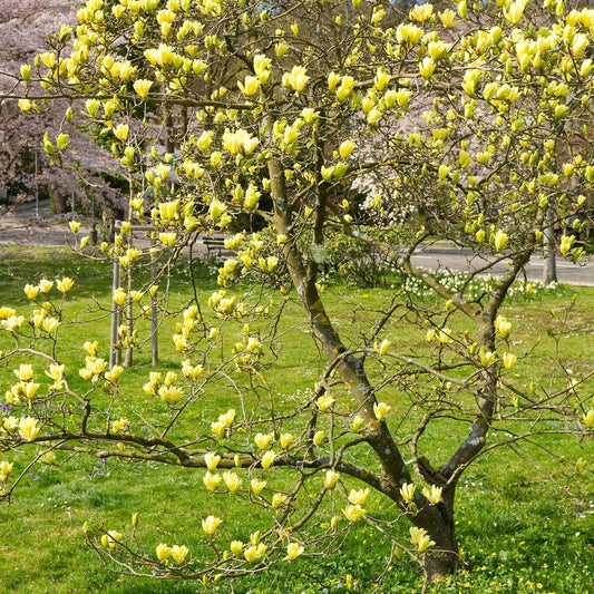  Magnolia Yellow Lantern - Le Pot / 2l / Hauteur Livrée 25-30cm