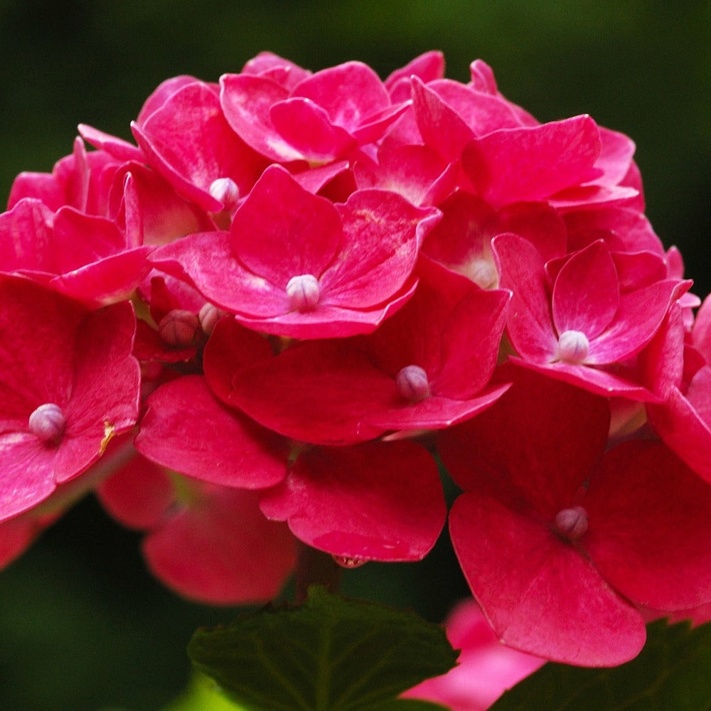  Hortensia Rouge - Le Pot / ø 9cm