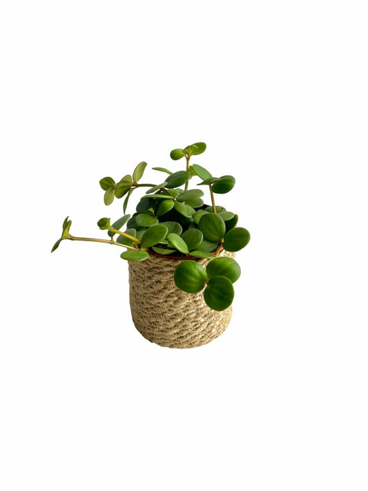  Peperomia Hope 15cm - Plante D'intérieur