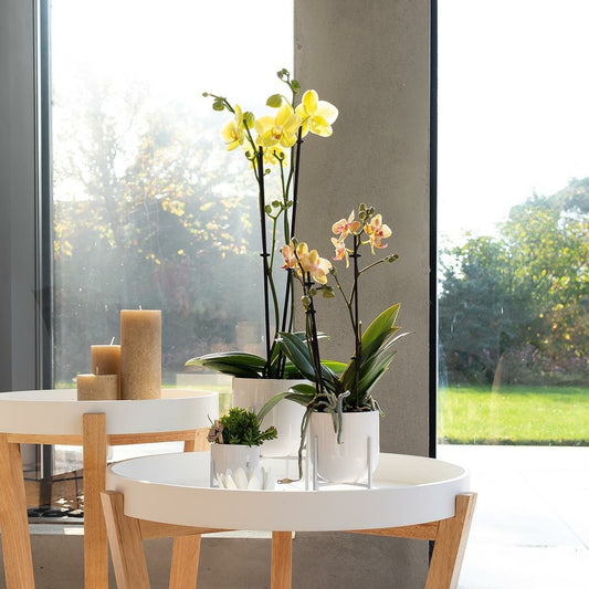  Orchidées Colibris - Orchidée Phalaenopsis Jaune - Voltera - Taille Du Pot 12cm