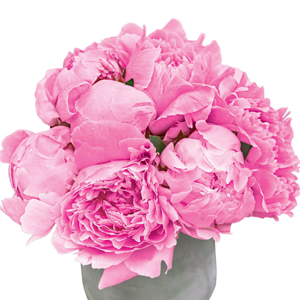  Pivoines 'Sarah Bernhardt' : Botte Fleurs Coupées