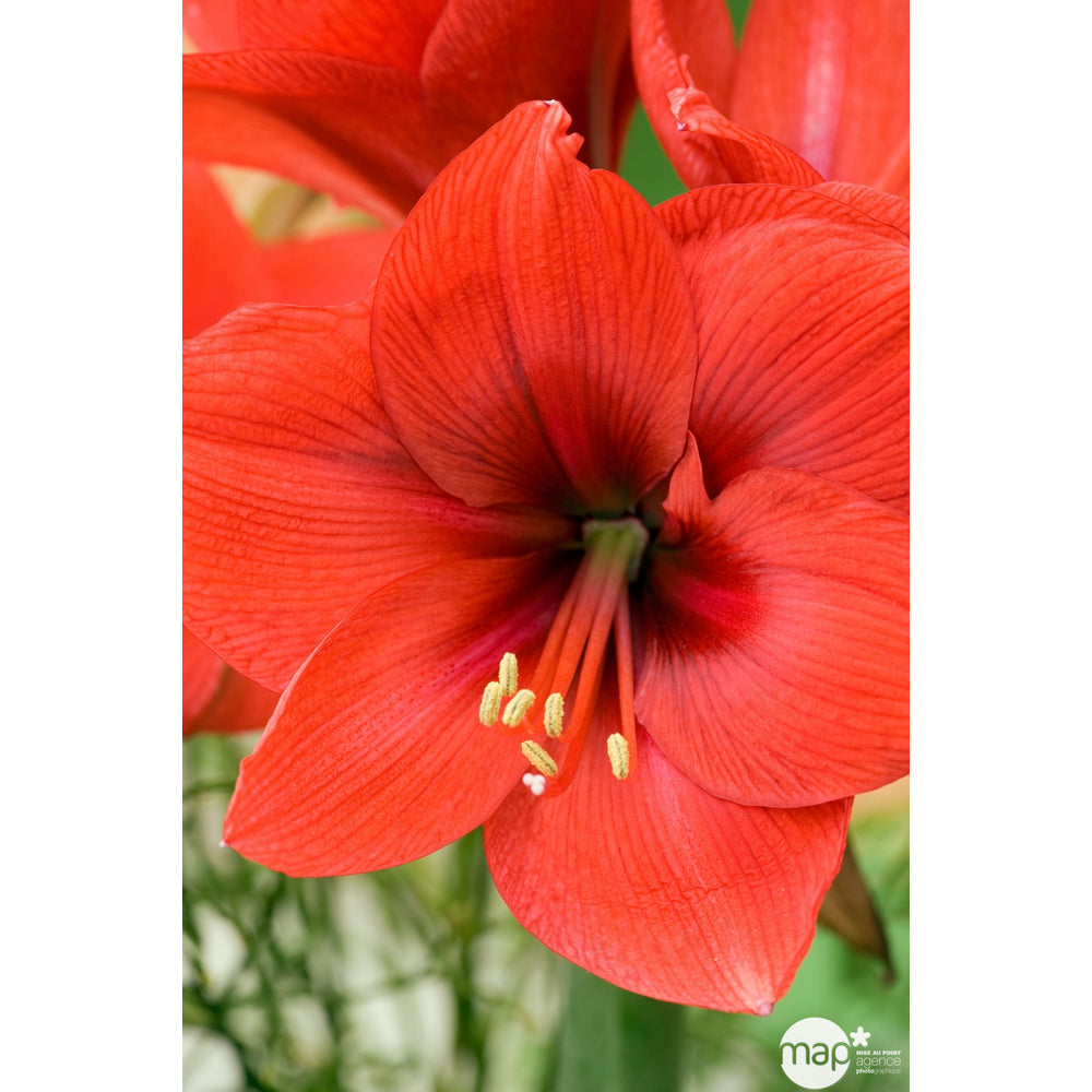  Amaryllis : 2 Boutons Pot D14 X H25cm