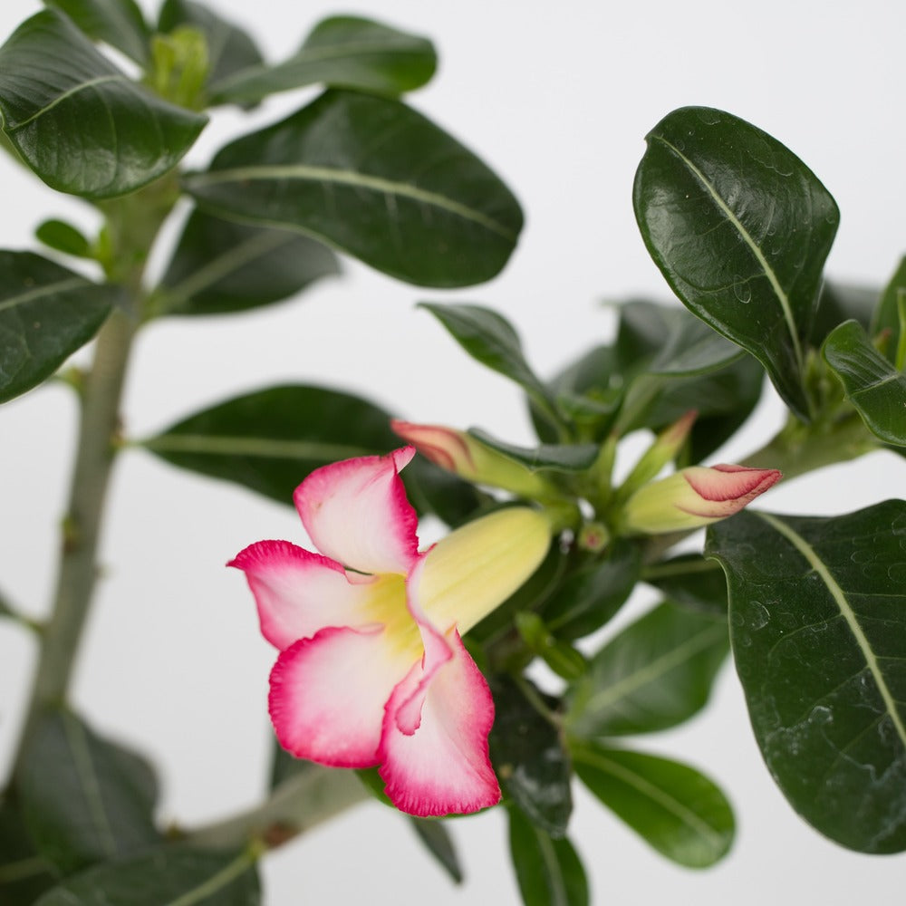  Rose Du Désert - Set De 2 - Adenium Obesum - Hauteur 30-45cm - ⌀13cm