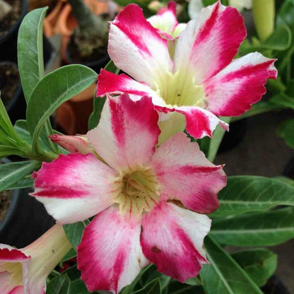 Adenium Obesum Cv.thep-pra-tan Caudex D'environ 300g 20/25cm