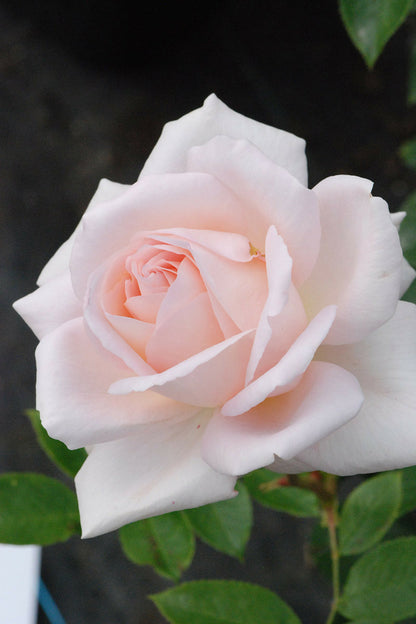  Rosier 'queen Of Sweden ?' - En Pot De 5 Litres