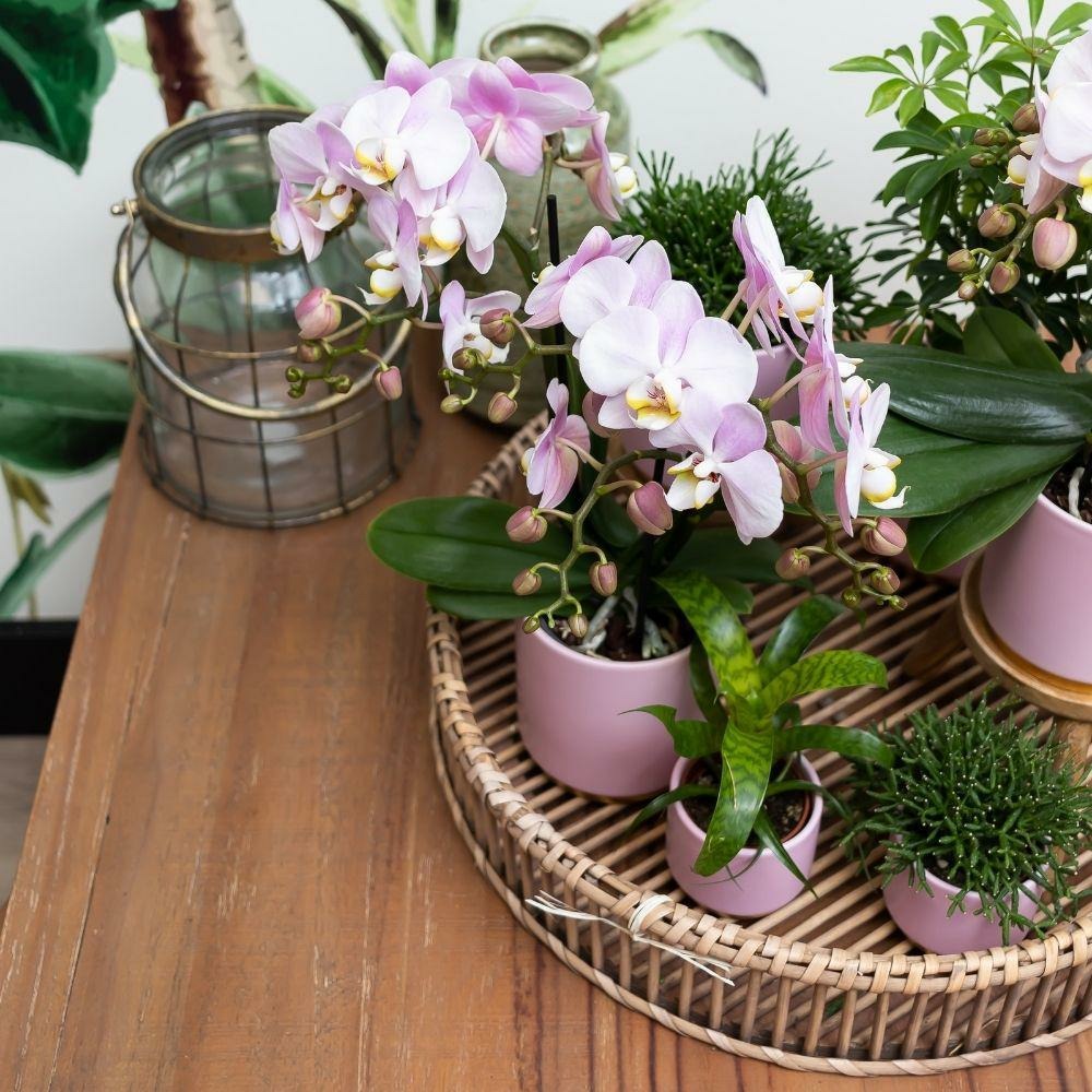  Ensemble De Plantes Vertes Avec Orchidée Rose Et Accessoires