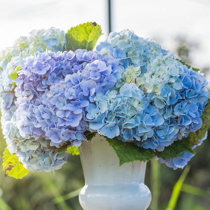  Hortensia Bleu - Le Pot / 1.3l / 3-5 Branches / Hauteur Livrée 15-20cm