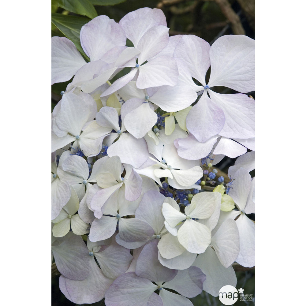  Hydrangea 'Beauté Vendômoise', Ctr 3 L
