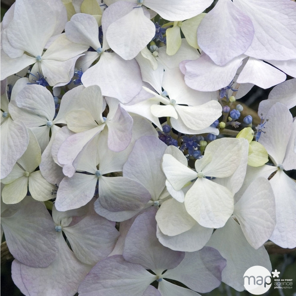  Hydrangea 'Beauté Vendômoise', Ctr 3 L