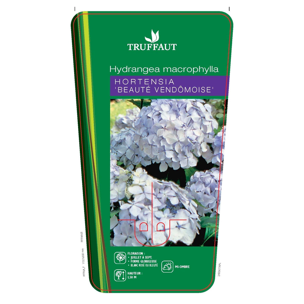  Hydrangea 'Beauté Vendômoise', Ctr 3 L