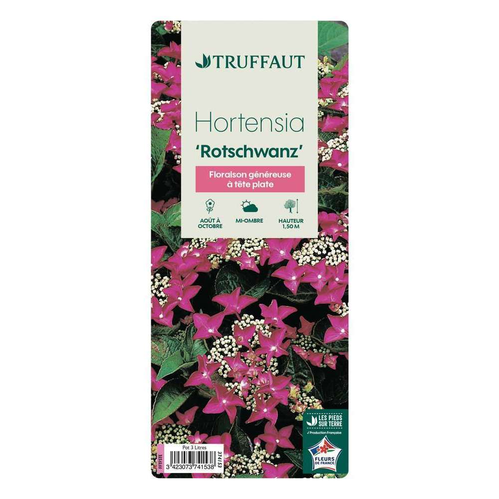  Hydrangea 'Rotschwanz', Contneur 3 L