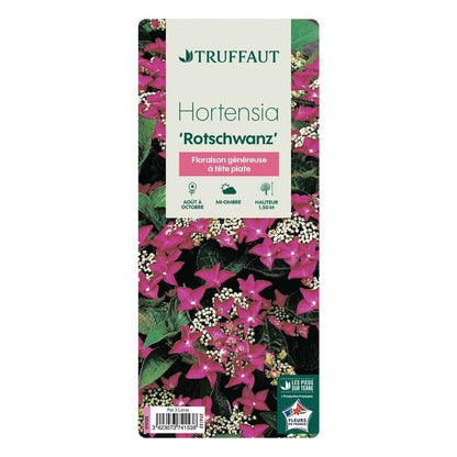  Hydrangea 'Rotschwanz', Contneur 3 L