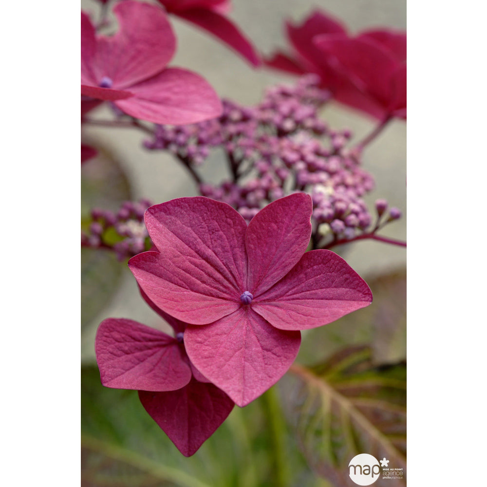  Hydrangea 'Rotschwanz', Contneur 3 L