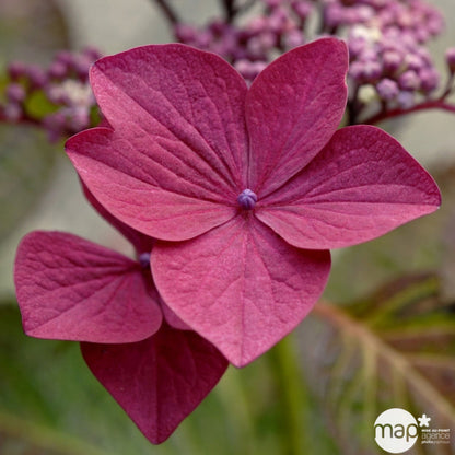  Hydrangea 'Rotschwanz', Contneur 3 L