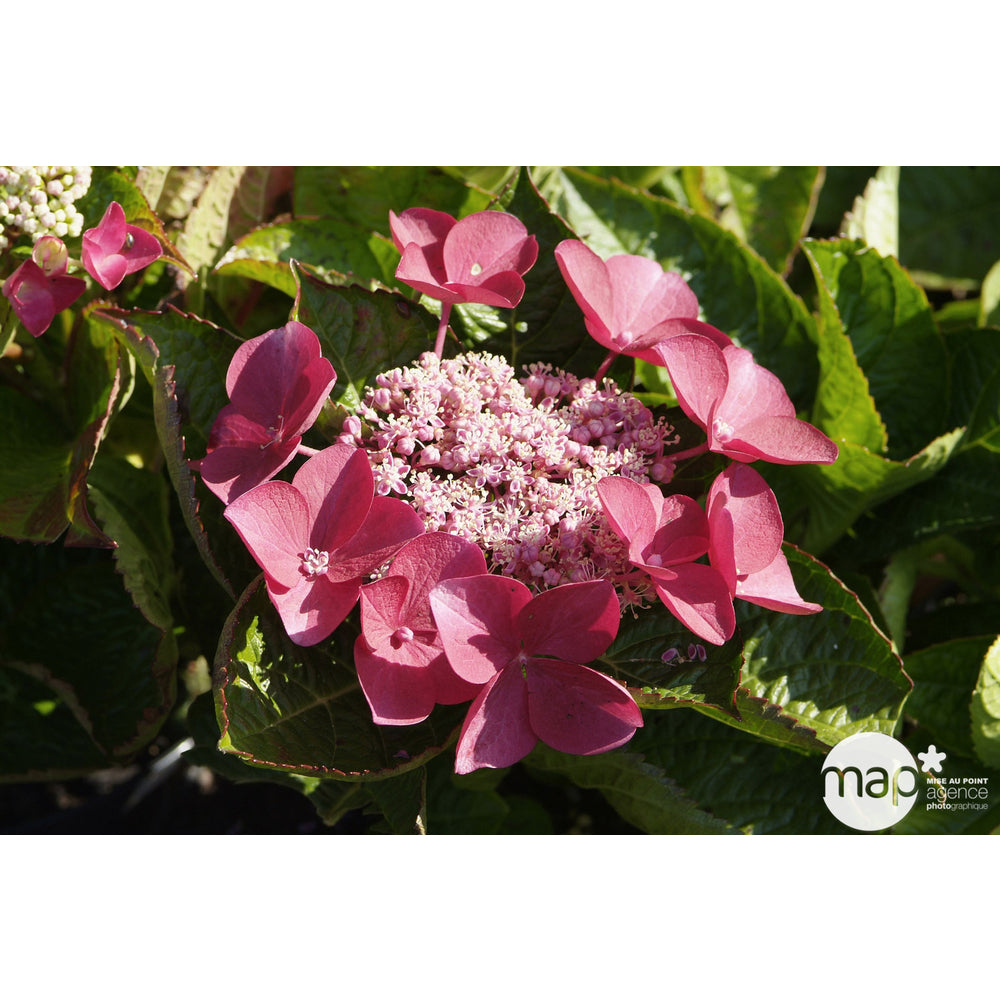  Hydrangea 'Rotschwanz', Contneur 3 L