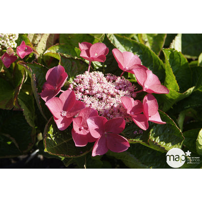  Hydrangea 'Rotschwanz', Contneur 3 L
