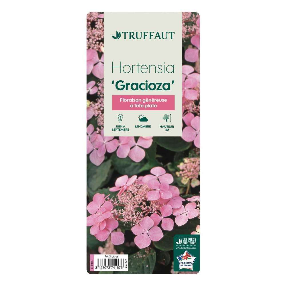  Hydrangea 'Gracioza', Ctr 3 L