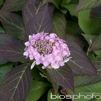  Hydrangea 'Gracioza', Ctr 3 L