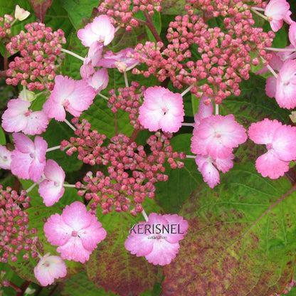  Hydrangea 'Klaveren', Ctr 3 L