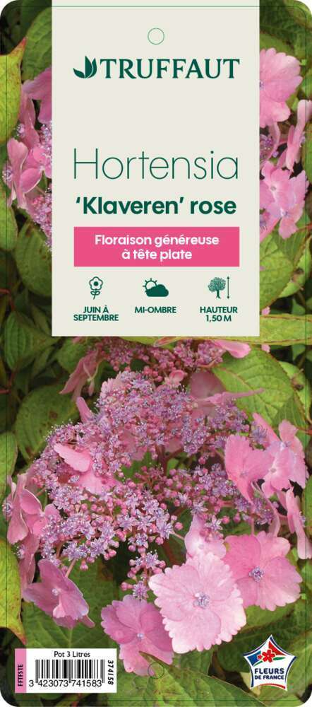  Hydrangea 'Klaveren', Ctr 3 L