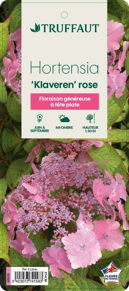  Hydrangea 'Klaveren', Ctr 3 L
