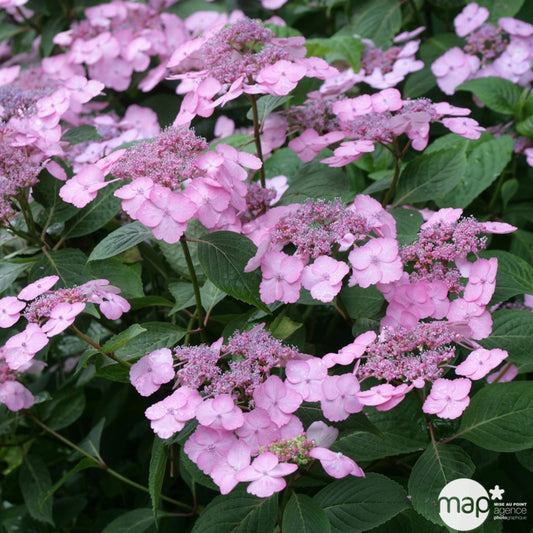  Hydrangea 'Klaveren', Ctr 3 L