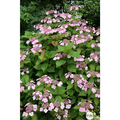  Hydrangea 'Klaveren', Ctr 3 L