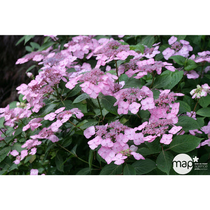 Hydrangea 'Klaveren', Ctr 3 L