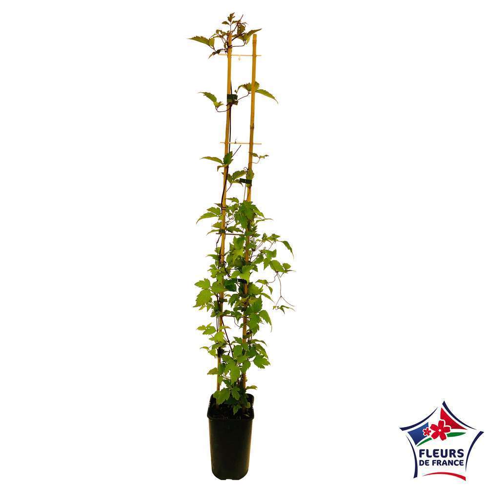  Clematis Montana Mayleen : Ctr De 3 Litres