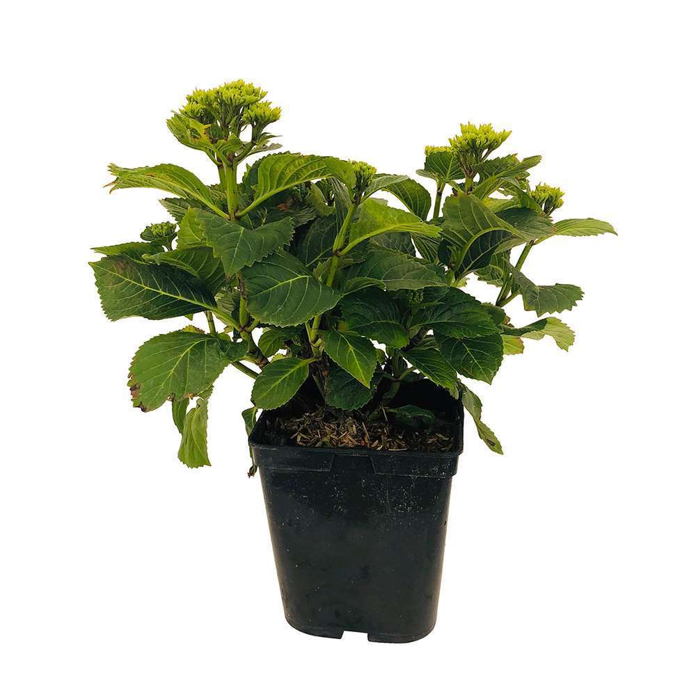  Hydrangea Macrophylla Eughen Hahn : C5L