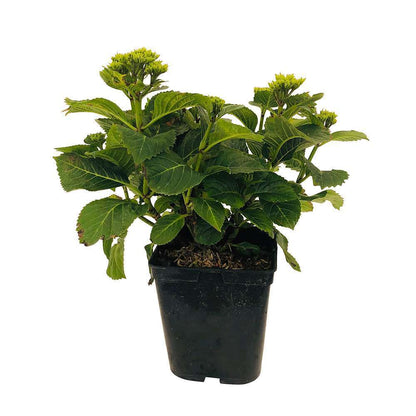 Hydrangea Macrophylla Eughen Hahn : C5L