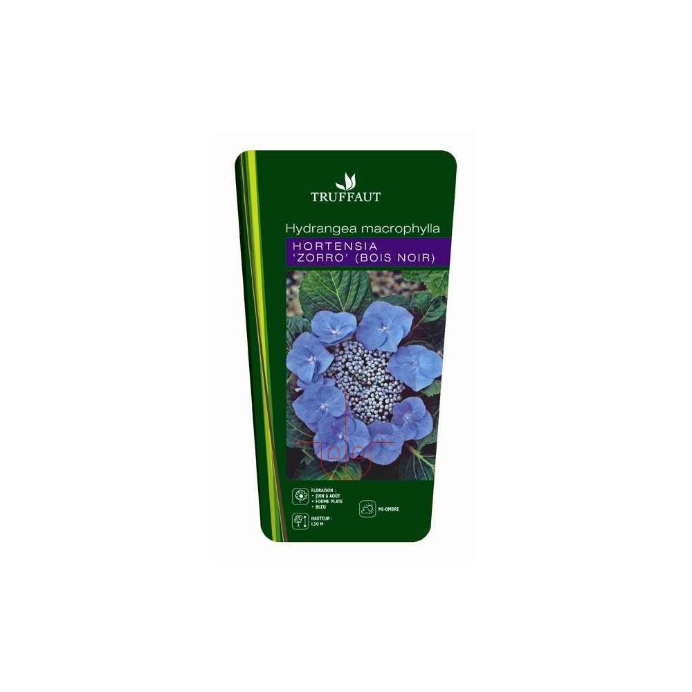  Hydrangea Macrophylla ' Zorro Bleu '® : Conteneur 5 Litres
