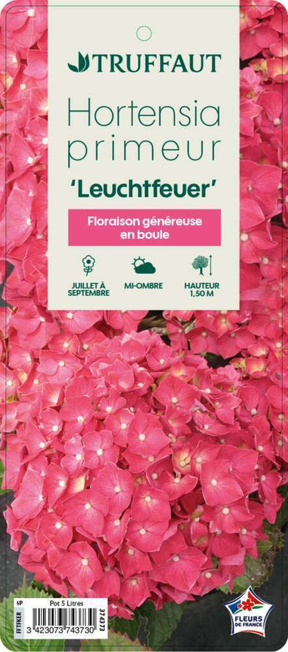  Hydrangea Prim.Leuchtfeuer : C 5L (rouge Sombre)