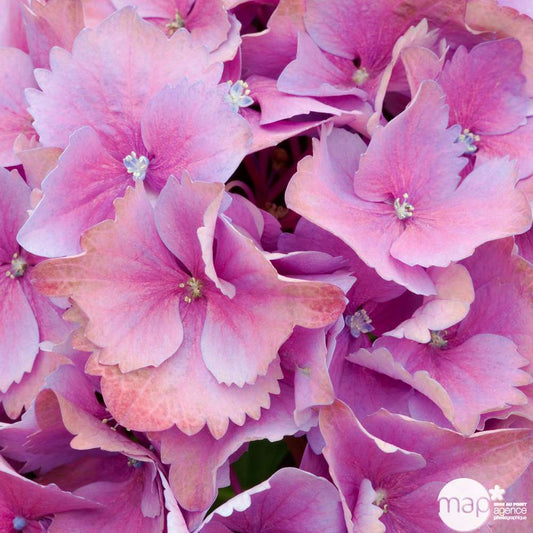  Hydrangea Macrophylla ' Red Baron ' : Conteneur 10L Primeur (rouge)
