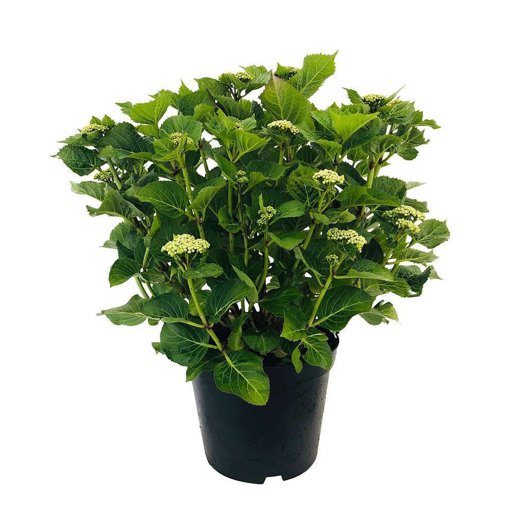  Hydrangea Macrophylla ' Red Baron ' : Conteneur 10L Primeur (rouge)