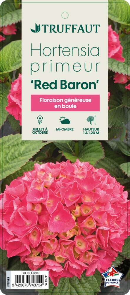  Hydrangea Macrophylla ' Red Baron ' : Conteneur 10L Primeur (rouge)