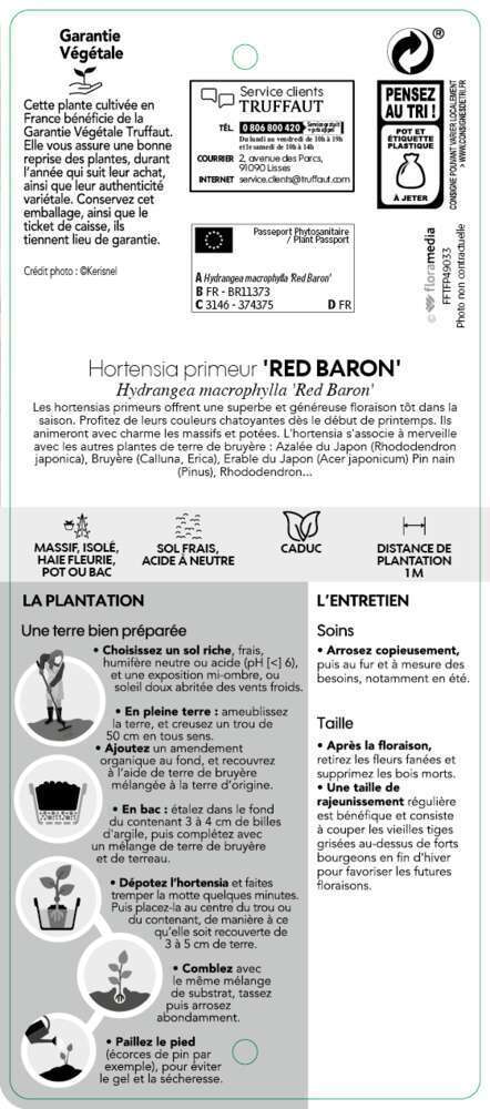  Hydrangea Macrophylla ' Red Baron ' : Conteneur 10L Primeur (rouge)