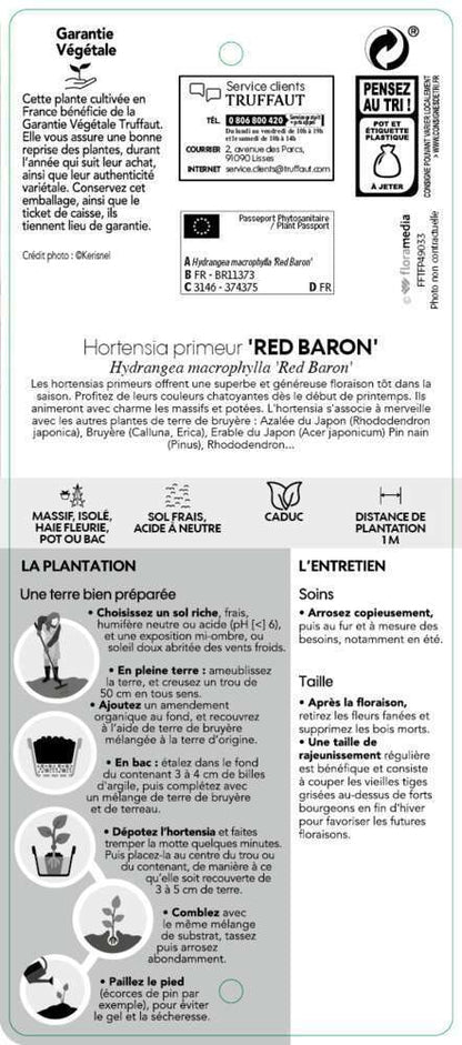 Hydrangea Macrophylla ' Red Baron ' : Conteneur 10L Primeur (rouge)