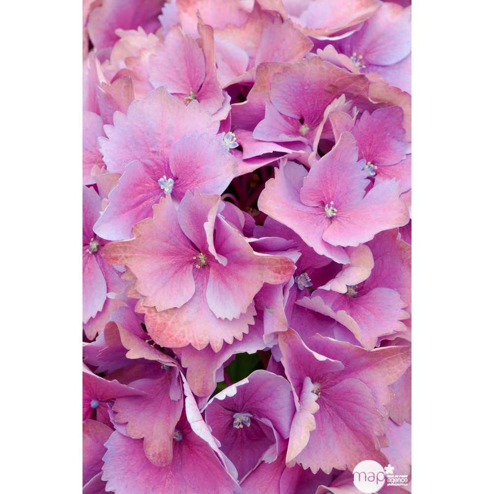  Hydrangea Macrophylla ' Red Baron ' : Conteneur 5 Litres (rouge)