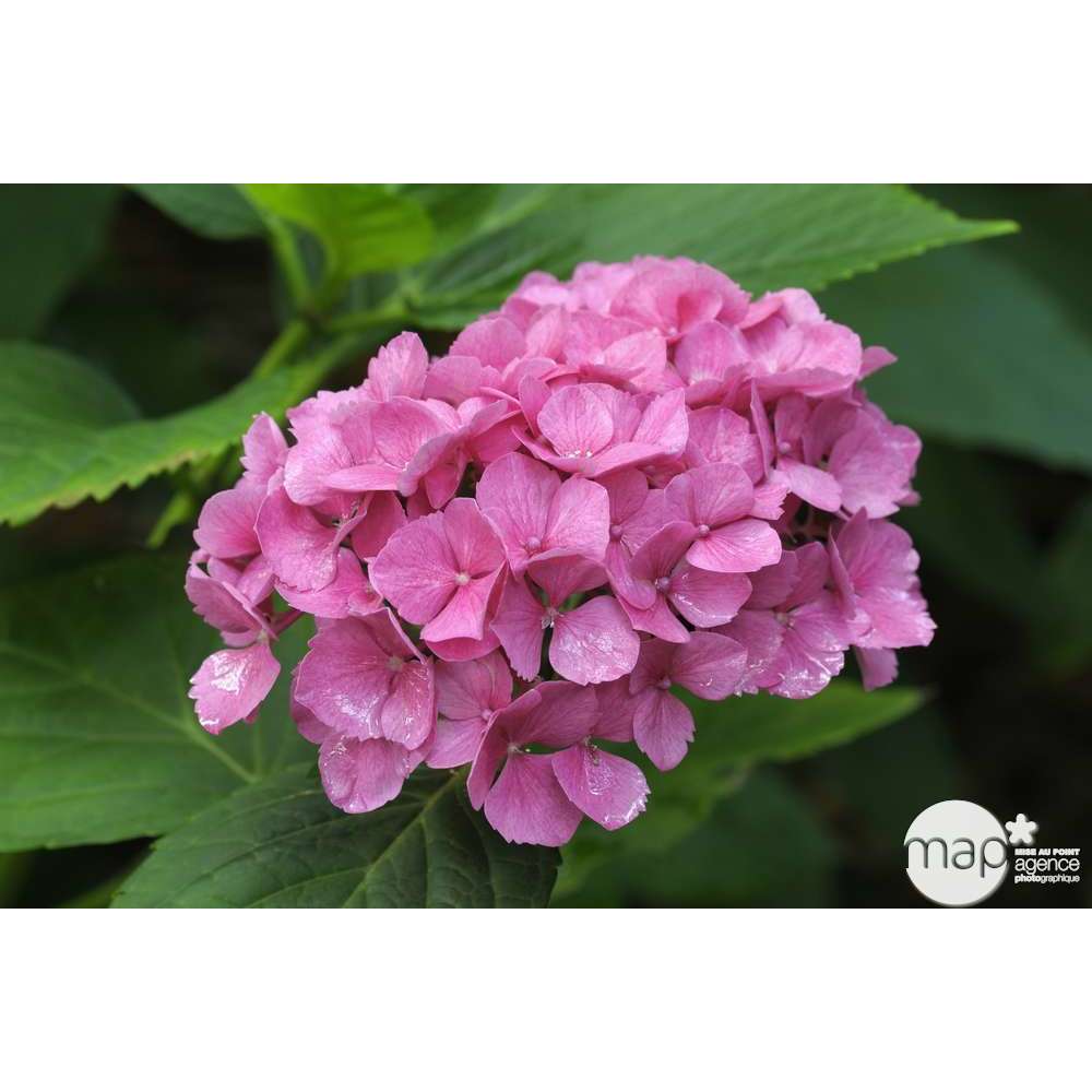 Hydrangea Macrophylla ' Red Baron ' : Conteneur 5 Litres (rouge)