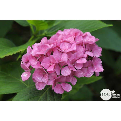  Hydrangea Macrophylla ' Red Baron ' : Conteneur 5 Litres (rouge)