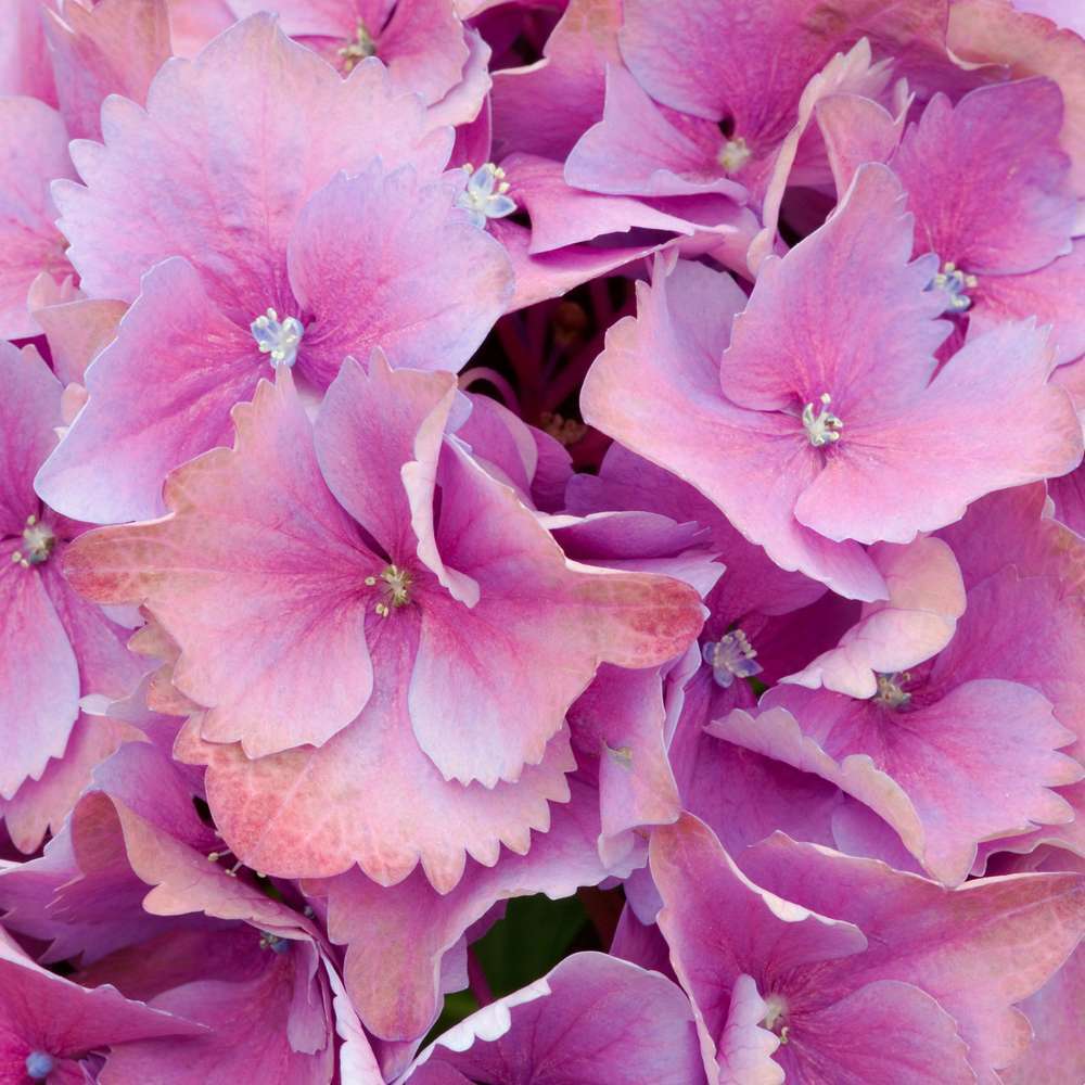  Hydrangea Macrophylla ' Red Baron ' : Conteneur 5 Litres (rouge)