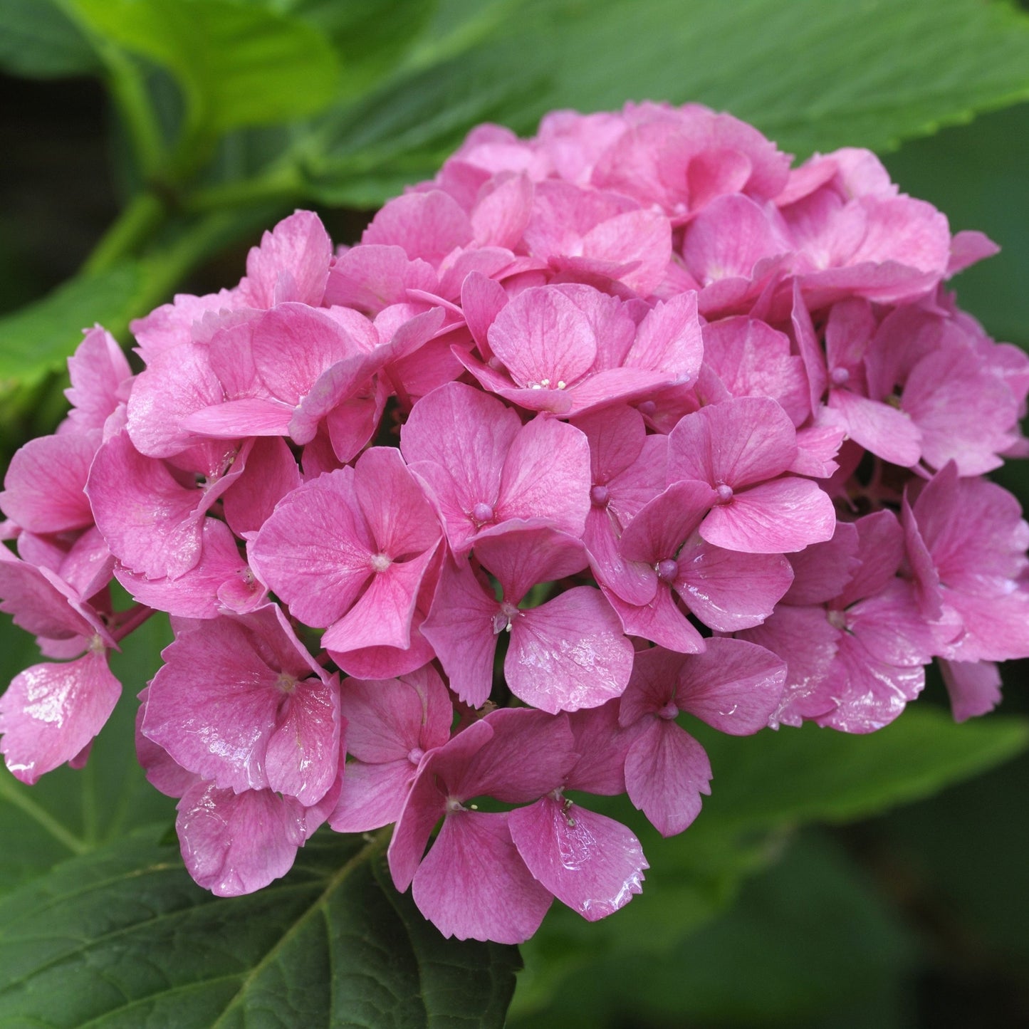  Hydrangea Macrophylla ' Red Baron ' : Conteneur 5 Litres (rouge)
